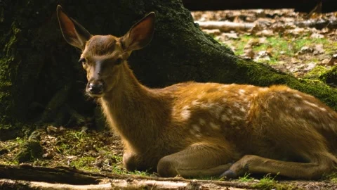 Close up view of Axis deer Stock Footage 310008996