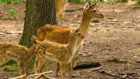 Close up view of Axis deer Stock Footage 310008998