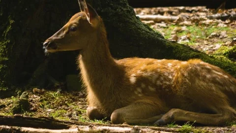 Close up view of Axis deer Stock Footage 310009003