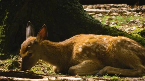 Close up view of Axis deer Stock Footage 310009004
