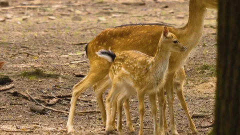 Close up view of Axis deer Stock Footage 310009055
