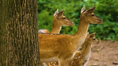 Close up view of Axis deer Stock Footage 310009056