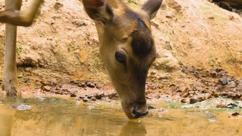 Close up view of Axis deer Stock Footage 310009089