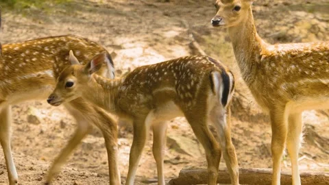 Close up view of Axis deer Stock Footage 310009111