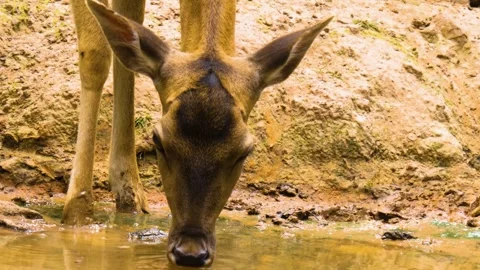 Close up view of Axis deer Stock Footage 310009112