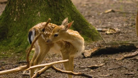 Close up view of Axis deer Stock Footage 310009113