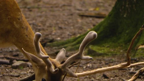 Close up view of Axis deer Stock Footage 310009140