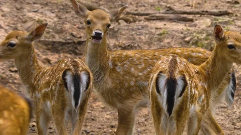 Close up view of Axis deer Stock Footage 310009191