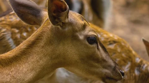 Close up view of Axis deer Stock Footage 310009205