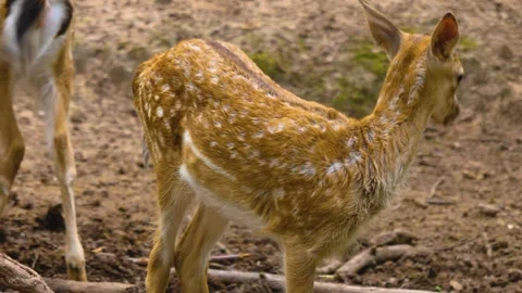 Close up view of Axis deer Stock Footage 310009206