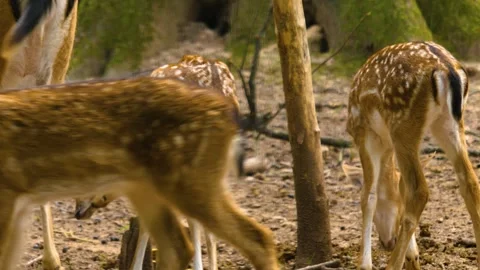 Close up view of Axis deer Stock Footage 310009441