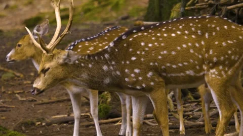 Close up view of Axis deer Stock Footage 310009624