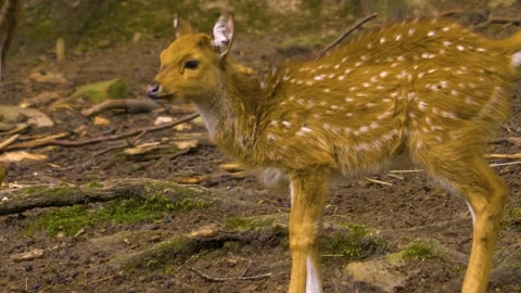 Close up view of Axis deer Stock Footage 310009786