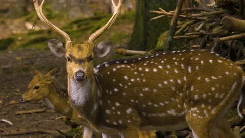 Close up view of Axis deer Stock Footage 310009788