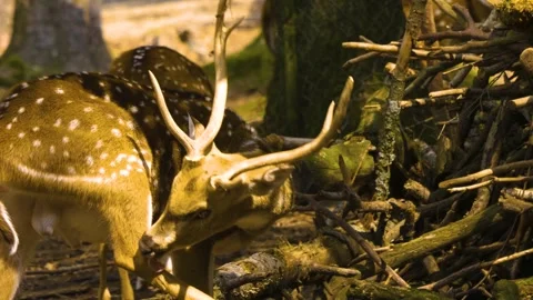 Close up view of Axis deer Stock Footage 310009855