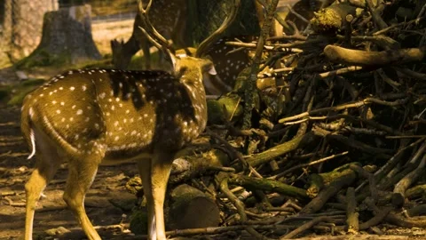 Close up view of Axis deer Stock Footage 310009930