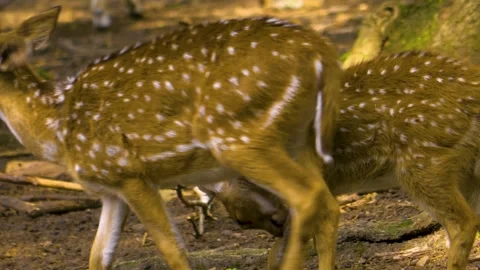 Close up view of Axis deer Stock Footage 310009961