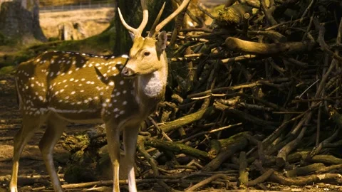 Close up view of Axis deer Stock Footage 310009962