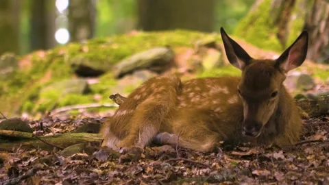 Close up view of Axis deer Stock Footage 310012325