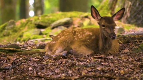 Close up view of Axis deer Stock Footage 310012333