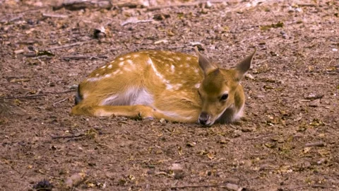 Close up view of Axis deer Stock Footage 310012347