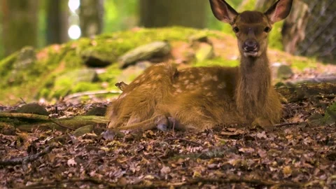 Close up view of Axis deer Stock Footage 310012348