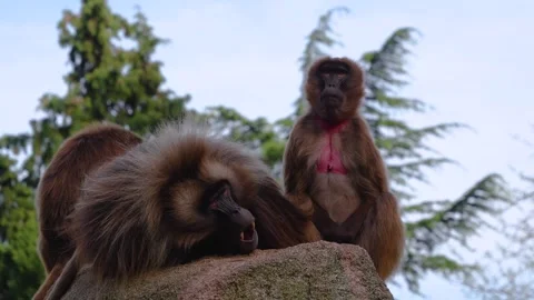 Close view of Baboons Stock Footage 273640331