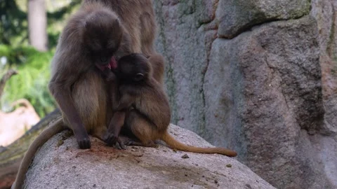 Close view of Baboons Stock Footage 273640562