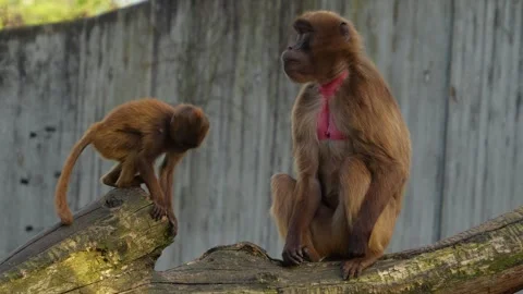 Close view of Baboons Stock Footage 273641638