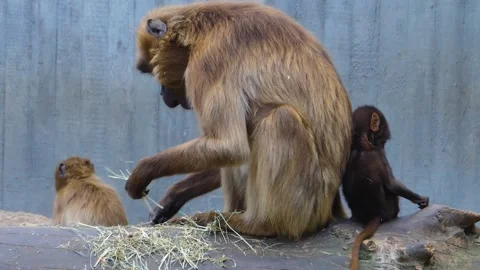 Close view of baboons Stock Footage 309205521