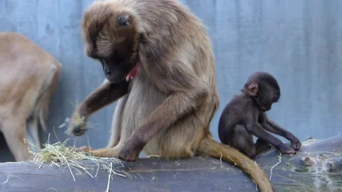 Close view of baboons Stock Footage 309205749