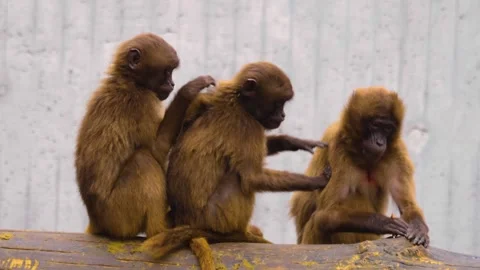 Close view of baboons Stock Footage 310343894