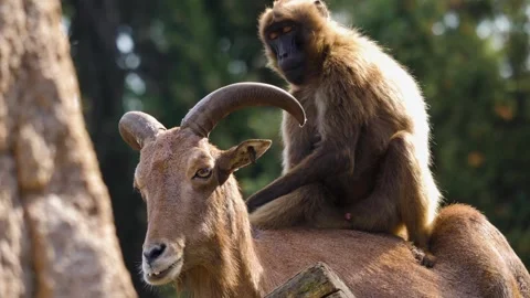 Close view of baboons Stock Footage 310620082