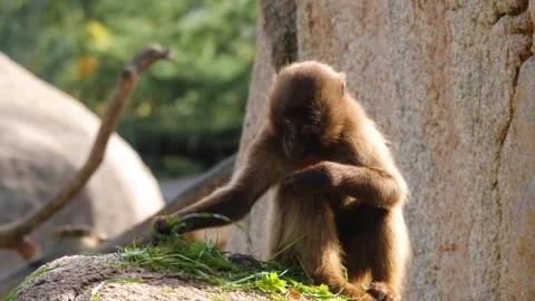 Close view of baboons Stock Footage 310620132