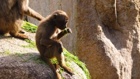 Close view of baboons Stock Footage 310620145