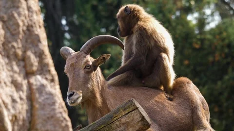 Close view of baboons Stock Footage 310620146