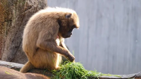 Close view of baboons Stock Footage 310620261