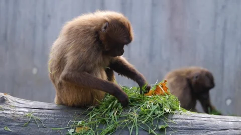 Close view of baboons Stock Footage 310620321