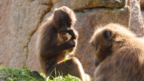 Close view of baboons Stock Footage 310620408