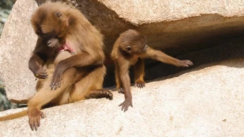 Close view of baboons Stock Footage 310620415