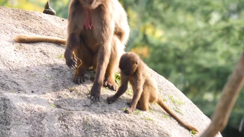 Close view of baboons Stock Footage 310624674
