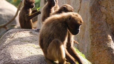 Close view of baboons Stock Footage 310624683