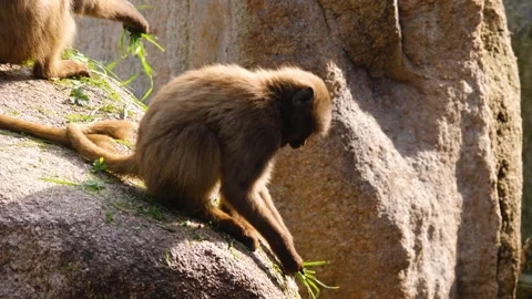Close view of baboons Stock Footage 310624693