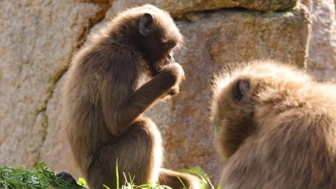 Close view of baboons Stock Footage 310624770