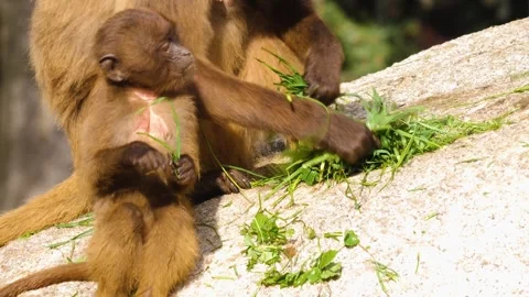 Close view of baboons Stock Footage 310624812