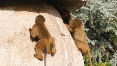 Close view of baboons Stock Footage 310625136