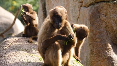 Close view of baboons Stock Footage 310629058