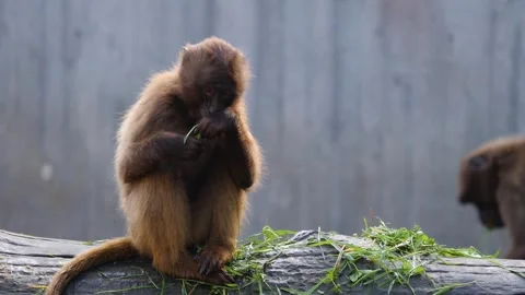 Close view of baboons Stock Footage 310629125