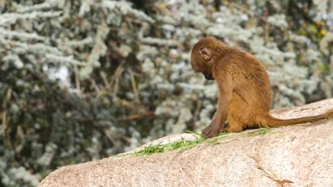 Close view of baboons Stock Footage 310629158