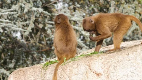 Close view of baboons Stock Footage 310629159